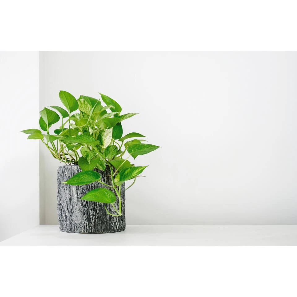 Scindapsus 'Aureum' In Hangpot 2x - Pot 17 Cm - ↕25 Cm 4 Scindapsus 'Aureum' In Hangpot 2x - Pot 17 Cm - ↕25 Cm - Afbeelding 2