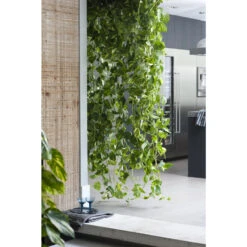 Scindapsus 'Aureum' In Hangpot 2x - Pot 17 Cm - ↕25 Cm 9 Scindapsus 'Aureum' In Hangpot 2x - Pot 17 Cm - ↕25 Cm -VIDAXL || Prosperplast || Decoris Winkel 1268522459 0103