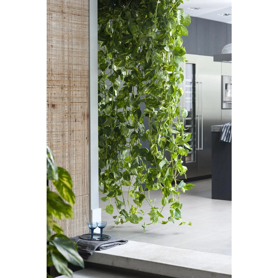 Scindapsus 'Aureum' In Hangpot 2x - Pot 17 Cm - ↕25 Cm 6 Scindapsus 'Aureum' In Hangpot 2x - Pot 17 Cm - ↕25 Cm - Afbeelding 4