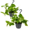 Scindapsus 'Aureum' In Hangpot 2x - Pot 17 Cm - ↕25 Cm -VIDAXL || Prosperplast || Decoris Winkel 1268522459