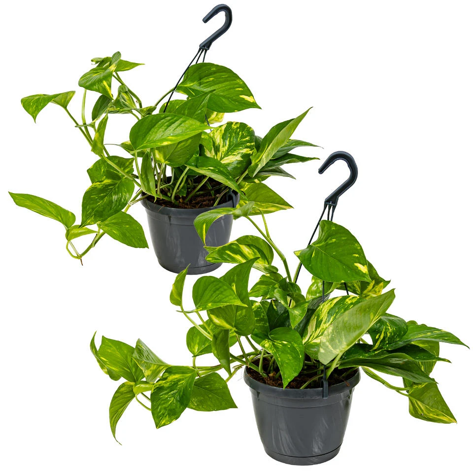 Scindapsus 'Aureum' In Hangpot 2x - Pot 17 Cm - ↕25 Cm 3 Scindapsus 'Aureum' In Hangpot 2x - Pot 17 Cm - ↕25 Cm