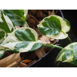 Scindapsus 'N-Joy' In Hangpot 2x -Pot 17 - ↕20 Cm -VIDAXL || Prosperplast || Decoris Winkel 1361698441 0102