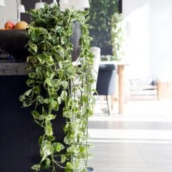 Scindapsus 'N-Joy' In Hangpot 2x -Pot 17 - ↕20 Cm -VIDAXL || Prosperplast || Decoris Winkel 1361698441 0103