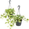 Scindapsus 'N-Joy' In Hangpot 2x -Pot 17 - ↕20 Cm -VIDAXL || Prosperplast || Decoris Winkel 1361698441
