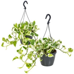 Scindapsus 'N-Joy' In Hangpot 2x -Pot 17 - ↕20 Cm