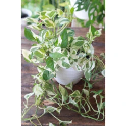 VIDAXL || Prosperplast || Decoris Winkel -VIDAXL || Prosperplast || Decoris Winkel 1422092902 0101