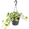 Scindapsus 'N-Joy' In Hangpot -Pot 17 Cm - ↕20 Cm -VIDAXL || Prosperplast || Decoris Winkel 1422092902