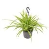 Graslelie In Hangpot - Chlorophytum Variegatum - Pot 18 - ↕45 Cm 2 Graslelie In Hangpot - Chlorophytum Variegatum - Pot 18 - ↕45 Cm -VIDAXL || Prosperplast || Decoris Winkel 1456794968