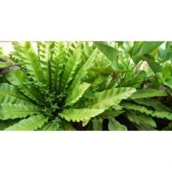 Asplenium Parvati – Krulvaren – Luchtzuiverend – ⌀17 Cm - ↕30-40 Cm -VIDAXL || Prosperplast || Decoris Winkel 1532326377 0102