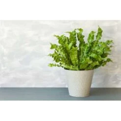 Asplenium Parvati – Krulvaren – Luchtzuiverend – ⌀17 Cm - ↕30-40 Cm -VIDAXL || Prosperplast || Decoris Winkel 1532326377 0103