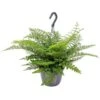 Asplenium Parvati – Krulvaren – Luchtzuiverend – ⌀17 Cm - ↕30-40 Cm -VIDAXL || Prosperplast || Decoris Winkel 1532326377