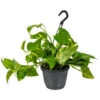 Scindapsus 'Aureum' In Hangpot - Epipremnum - Pot 17 Cm - ↕25 Cm -VIDAXL || Prosperplast || Decoris Winkel 1560773404