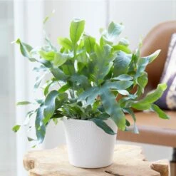 VIDAXL || Prosperplast || Decoris Winkel -VIDAXL || Prosperplast || Decoris Winkel 1583877077 0101