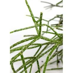 Rhipsalis 'Pilocarpa' -Koraalcactus In Hangpot - Pot 17 - Hoogte 20 Cm -VIDAXL || Prosperplast || Decoris Winkel 1588465743 0101