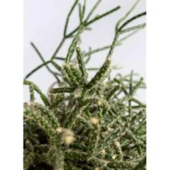 Rhipsalis 'Pilocarpa' -Koraalcactus In Hangpot - Pot 17 - Hoogte 20 Cm -VIDAXL || Prosperplast || Decoris Winkel 1588465743 0102
