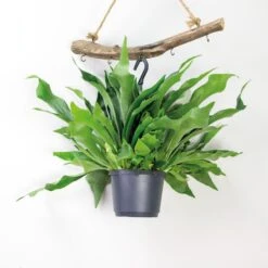 Platycerium Bifurcatum – Herftshoornvaren – ⌀17 Cm - ↕30-40 Cm -VIDAXL || Prosperplast || Decoris Winkel 1613276521 0102
