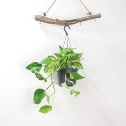 Scindapsus Marble Queen – Drakenklimop – ⌀17 Cm - ↕35-45 Cm -VIDAXL || Prosperplast || Decoris Winkel 1636986460 0102