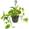 Scindapsus Marble Queen – Drakenklimop – ⌀17 Cm - ↕35-45 Cm