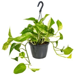 Scindapsus Marble Queen – Drakenklimop – ⌀17 Cm - ↕35-45 Cm