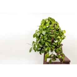 VIDAXL || Prosperplast || Decoris Winkel -VIDAXL || Prosperplast || Decoris Winkel 1692893870 0101