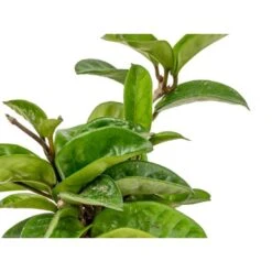 2x Hoya Krinkle P10.15 9 2x Hoya Krinkle P10.15 -VIDAXL || Prosperplast || Decoris Winkel 1692893870 0103