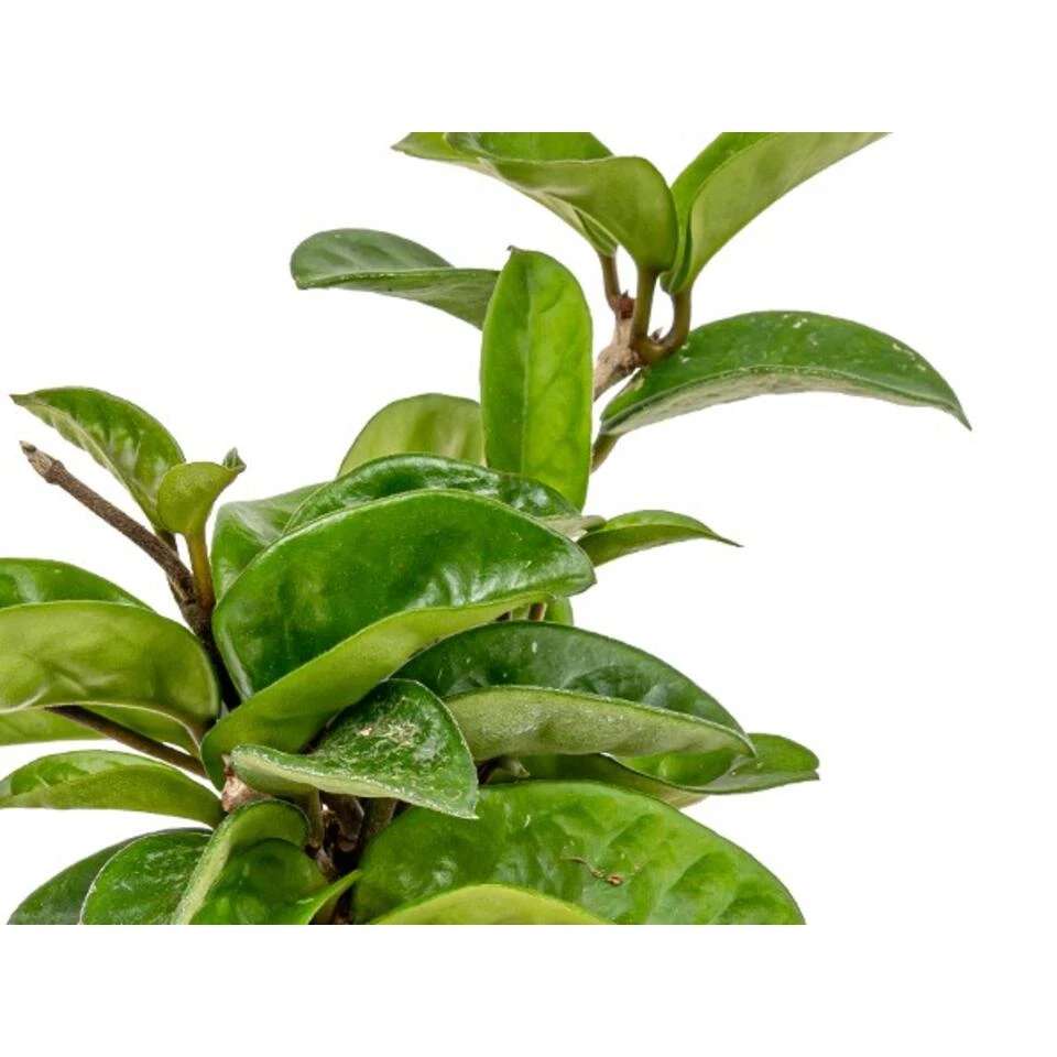 2x Hoya Krinkle P10.15 6 2x Hoya Krinkle P10.15 - Afbeelding 4