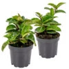 2x Hoya Krinkle P10.15 1 2x Hoya Krinkle P10.15 -VIDAXL || Prosperplast || Decoris Winkel 1692893870