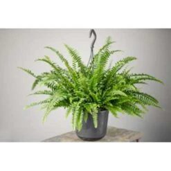 Nephrolepis Green Lady - Krulvaren In Hangpot - Pot 17 - ↕20 Cm -VIDAXL || Prosperplast || Decoris Winkel 1718685725 0102