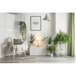 Nephrolepis Green Lady - Krulvaren In Hangpot - Pot 17 - ↕20 Cm -VIDAXL || Prosperplast || Decoris Winkel 1718685725 0103