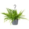Nephrolepis Green Lady - Krulvaren In Hangpot - Pot 17 - ↕20 Cm -VIDAXL || Prosperplast || Decoris Winkel 1718685725