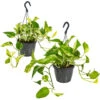 Scindapsus 'Marble Queen' In Hangpot 2x -Pot 17 Cm - ↕25 Cm -VIDAXL || Prosperplast || Decoris Winkel 1926721739