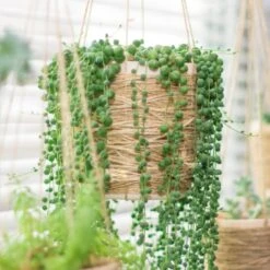 Senecio 'Rowleyanus' - Kruiskruid In Hangpot - Pot 17 - ↕20 Cm -VIDAXL || Prosperplast || Decoris Winkel 1992848189 0102