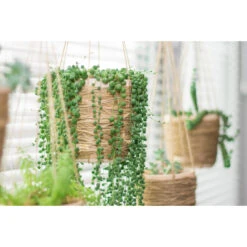 Senecio 'Rowleyanus' - Kruiskruid In Hangpot - Pot 17 - ↕20 Cm -VIDAXL || Prosperplast || Decoris Winkel 1992848189 0103