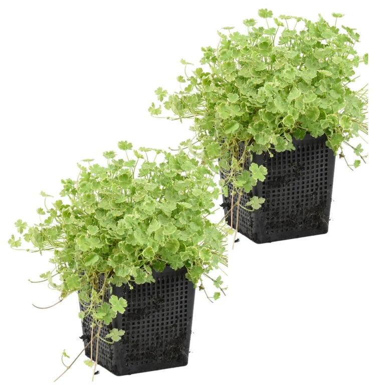 VIDAXL || Prosperplast || Decoris Winkel -VIDAXL || Prosperplast || Decoris Winkel 1000010543 768x768 1