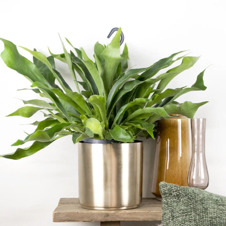 VIDAXL || Prosperplast || Decoris Winkel -VIDAXL || Prosperplast || Decoris Winkel 1613276521 0101 768x768 1