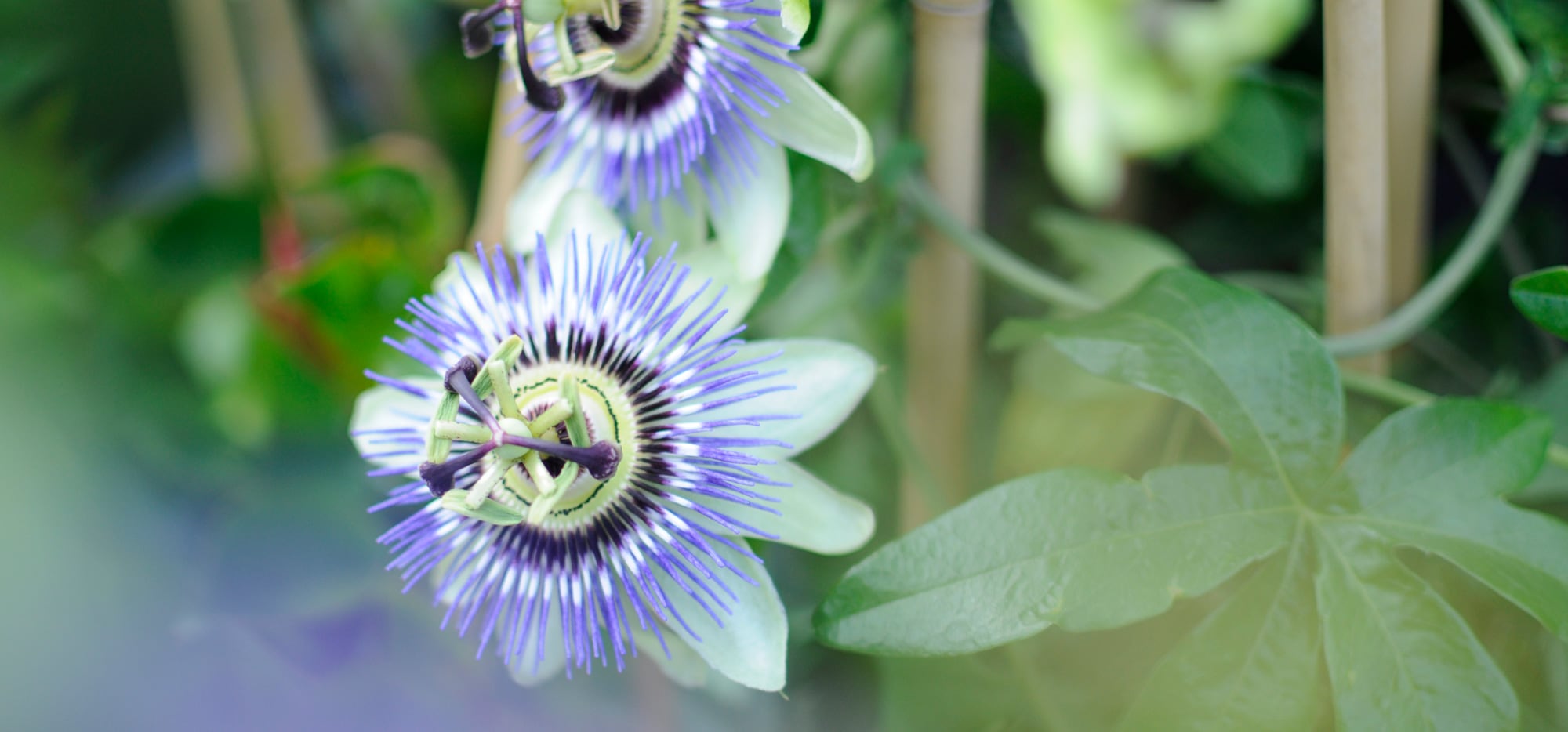 VIDAXL || Prosperplast || Decoris Winkel -VIDAXL || Prosperplast || Decoris Winkel klimplant passiflora caerulea passiebloem