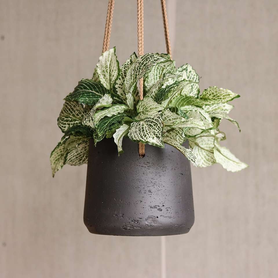 VIDAXL || Prosperplast || Decoris Winkel -VIDAXL || Prosperplast || Decoris Winkel pottery pots fiberclay hangpot patt antraciet 165